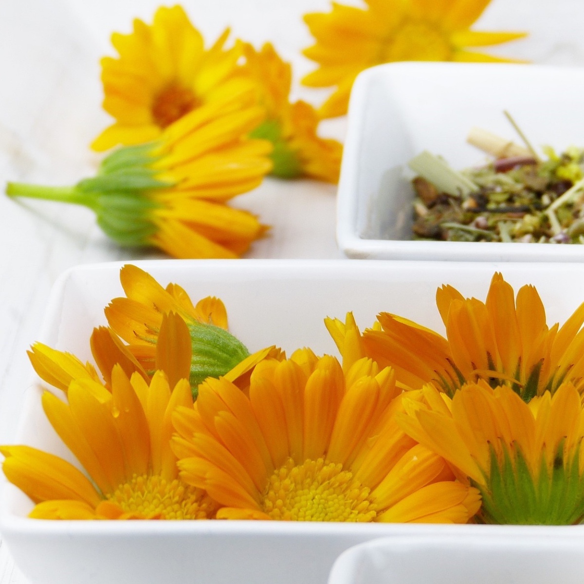 Calendula - BEAUTYTEST - La bellezza approvata da Annalisa Betti